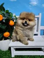 Sarah , a female Pomeranian for sale in Wilson, NC – Photo 2 of 5