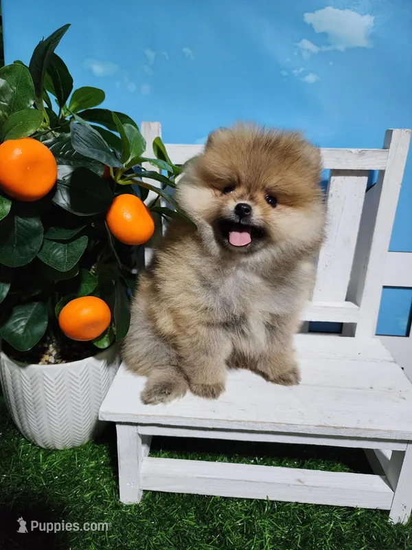 Sarah  – Pomeranian puppy for sale in Wilson, NC