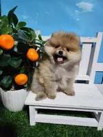 Sarah , a female Pomeranian for sale in Wilson, NC – Photo 1 of 5