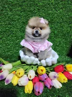 Sarah , a female Pomeranian for sale in Wilson, NC – Photo 4 of 4