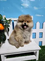 Sarah , a female Pomeranian for sale in Wilson, NC – Photo 3 of 5