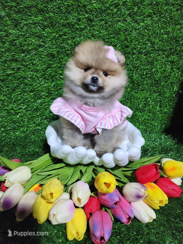 Sarah  – Pomeranian puppy for sale in Wilson, NC