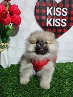 Bean, a male Pomeranian for sale in Wilson, NC – Photo 4 of 6