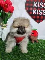 Bean, a male Pomeranian for sale in Wilson, NC – Photo 3 of 6