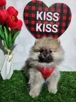 Bean, a male Pomeranian for sale in Wilson, NC – Photo 2 of 6