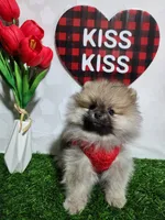 Bean, a male Pomeranian for sale in Wilson, NC – Photo 1 of 6