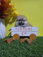 Princess , a female Pomeranian for sale in Wilson, NC – 4 of 6