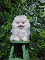 Sky, a female Pomeranian for sale in Wilson, NC – 5 of 6