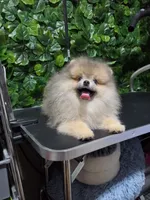 Lion, a male Pomeranian for sale in Wilson, NC – 7 of 7
