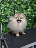 Lion, a male Pomeranian for sale in Wilson, NC – 3 of 7