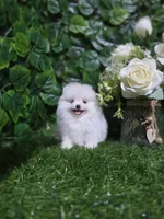 Sky, a female Pomeranian for sale in Wilson, NC – 6 of 6