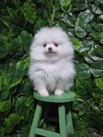 Snow, a female Pomeranian for sale in Wilson, NC – 3 of 5