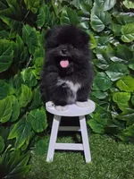 Blacky, a male Pomeranian for sale in Wilson, NC – 6 of 6