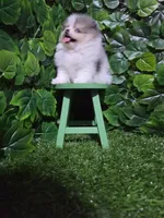 Lucy, a female Pomeranian for sale in Wilson, NC – 6 of 7