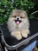 Lion, a male Pomeranian for sale in Wilson, NC – 6 of 7