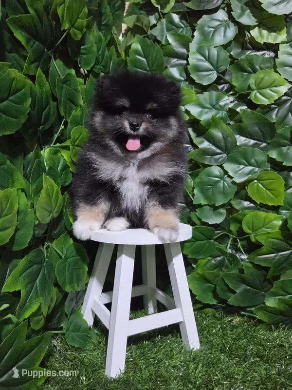 Shadow  – Pomeranian puppy for sale in Wilson, NC