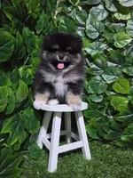 Shadow , a female Pomeranian for sale in Wilson, NC – 1 of 5