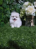 Sky, a female Pomeranian for sale in Wilson, NC – 4 of 6