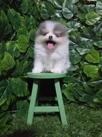 Lucy, a female Pomeranian for sale in Wilson, NC – 3 of 7