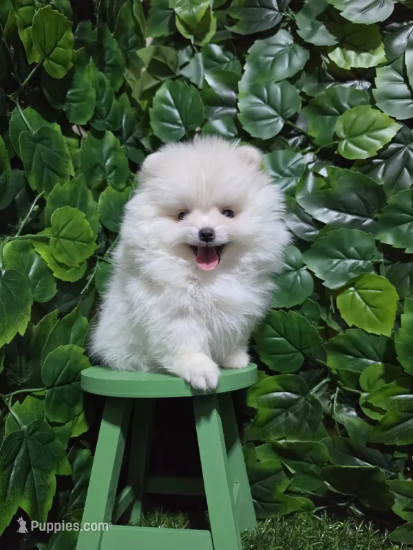 Sky – Pomeranian puppy for sale in Wilson, NC