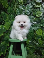 Sky, a female Pomeranian for sale in Wilson, NC – 1 of 6
