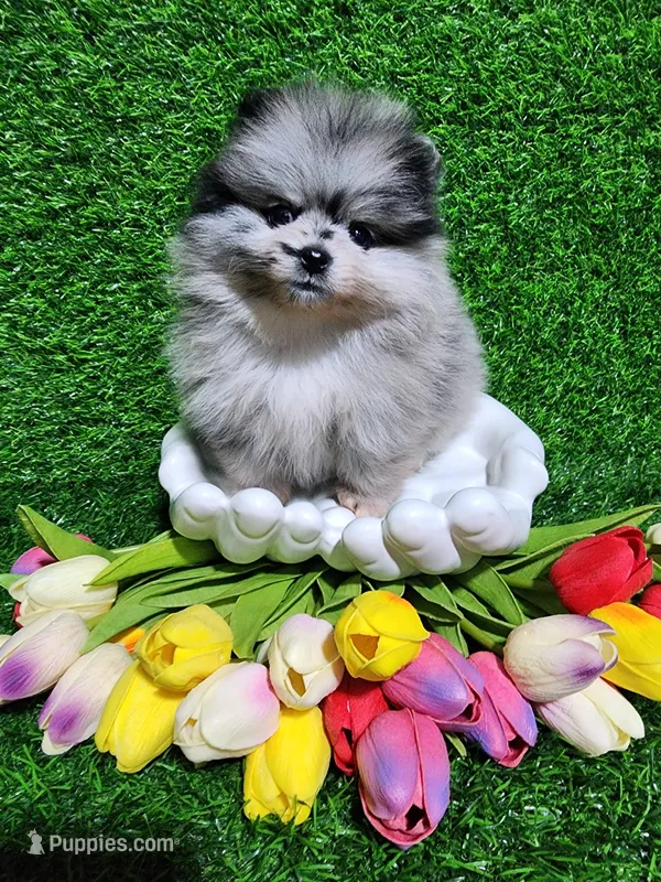 Blue – Pomeranian puppy for sale in Wilson, NC