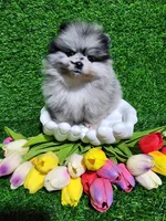 Blue, a female Pomeranian for sale in Wilson, NC – Photo 1 of 4