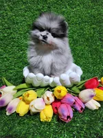 Blue, a female Pomeranian for sale in Wilson, NC – Photo 4 of 4