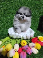 Blue, a female Pomeranian for sale in Wilson, NC – Photo 3 of 4