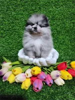 Blue, a female Pomeranian for sale in Wilson, NC – Photo 2 of 4