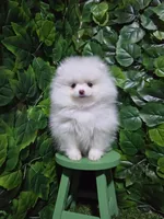 Snow, a female Pomeranian for sale in Wilson, NC – 4 of 5