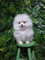 Snow, a female Pomeranian for sale in Wilson, NC – 2 of 5