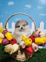 Lilac Merle, a female Pomeranian for sale in Wilson, NC – Photo 2 of 4