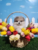 Lilac Merle, a female Pomeranian for sale in Wilson, NC – Photo 3 of 4