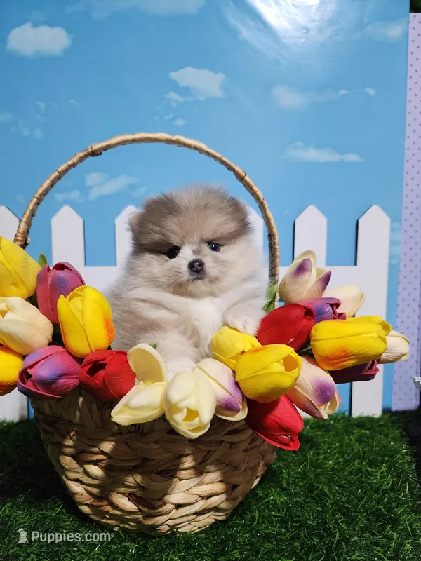 Lilac Merle – Pomeranian puppy for sale in Wilson, NC