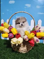 Lilac Merle, a female Pomeranian for sale in Wilson, NC – Photo 4 of 4