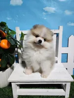 Buddy , a male Pomeranian for sale in Wilson, NC – Photo 5 of 5