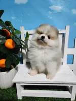 Buddy , a male Pomeranian for sale in Wilson, NC – Photo 2 of 5