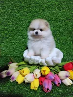 Buddy , a male Pomeranian for sale in Wilson, NC – Photo 2 of 4