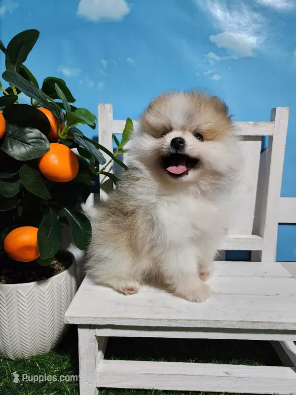 Buddy  – Pomeranian puppy for sale in Wilson, NC