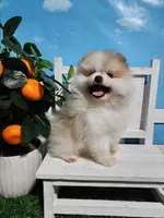 Buddy , a male Pomeranian for sale in Wilson, NC – Photo 1 of 5