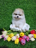 Buddy , a male Pomeranian for sale in Wilson, NC – Photo 3 of 4