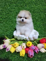 Buddy , a male Pomeranian for sale in Wilson, NC – Photo 4 of 4