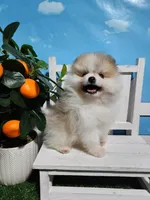 Buddy , a male Pomeranian for sale in Wilson, NC – Photo 4 of 5