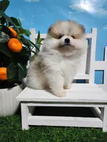 Buddy , a male Pomeranian for sale in Wilson, NC – Photo 3 of 5