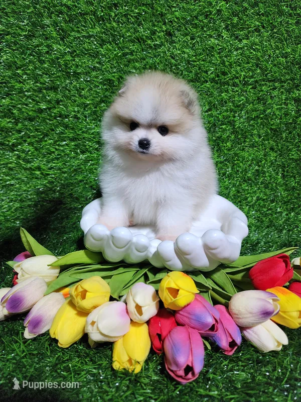 Buddy  – Pomeranian puppy for sale in Wilson, NC