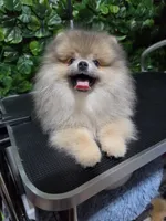 Lion, a male Pomeranian for sale in Wilson, NC – 5 of 7
