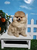 Rosie, a female Pomeranian for sale in Wilson, NC – Photo 2 of 6