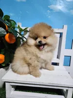 Rosie, a female Pomeranian for sale in Wilson, NC – Photo 4 of 6