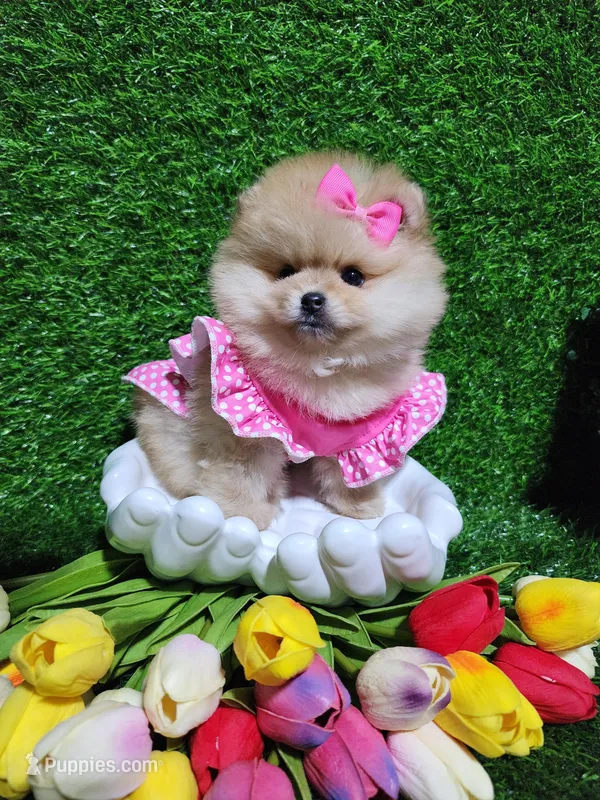 Rosie – Pomeranian puppy for sale in Wilson, NC